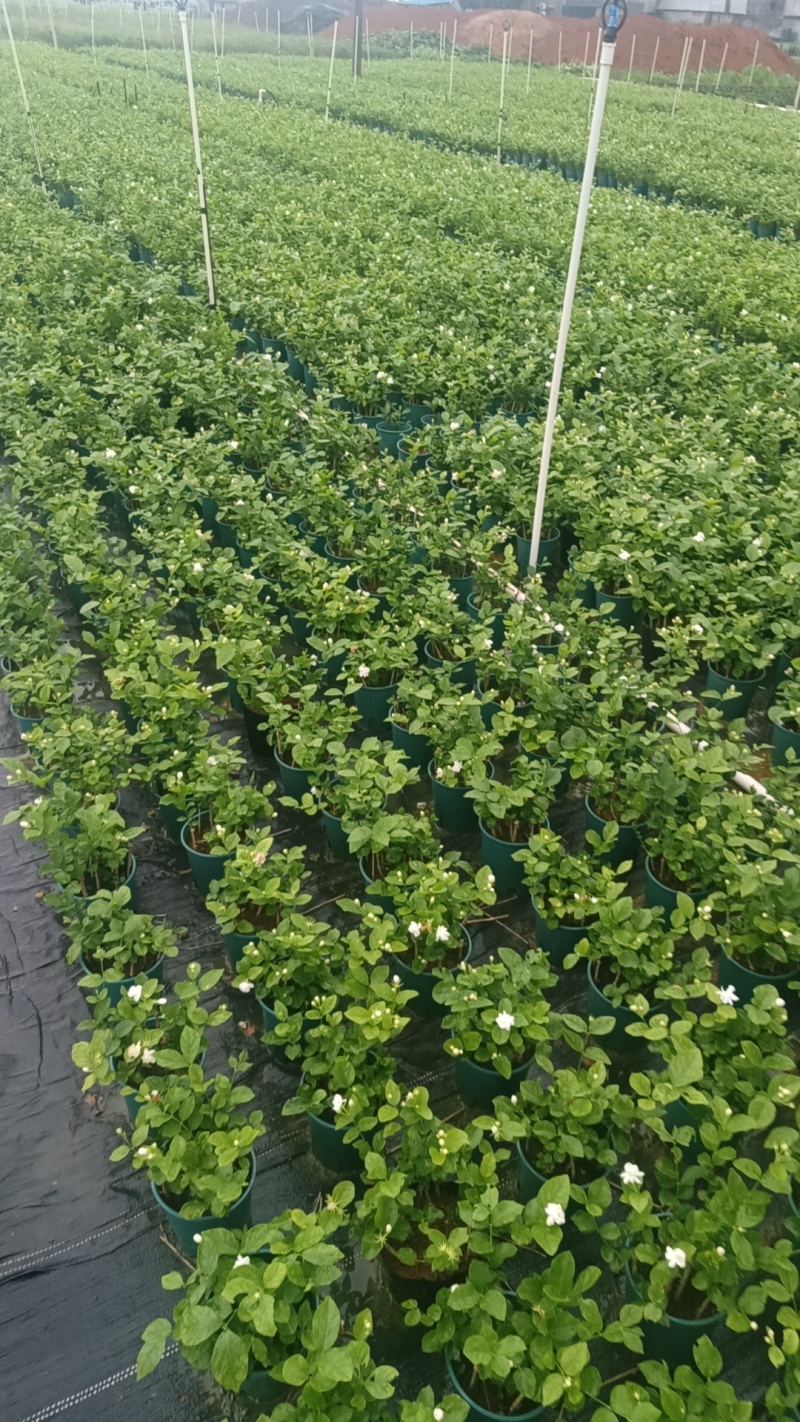 茉莉花