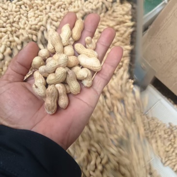 辽宁两粒红海花花生大量上市货源充足品质保证欢迎致电