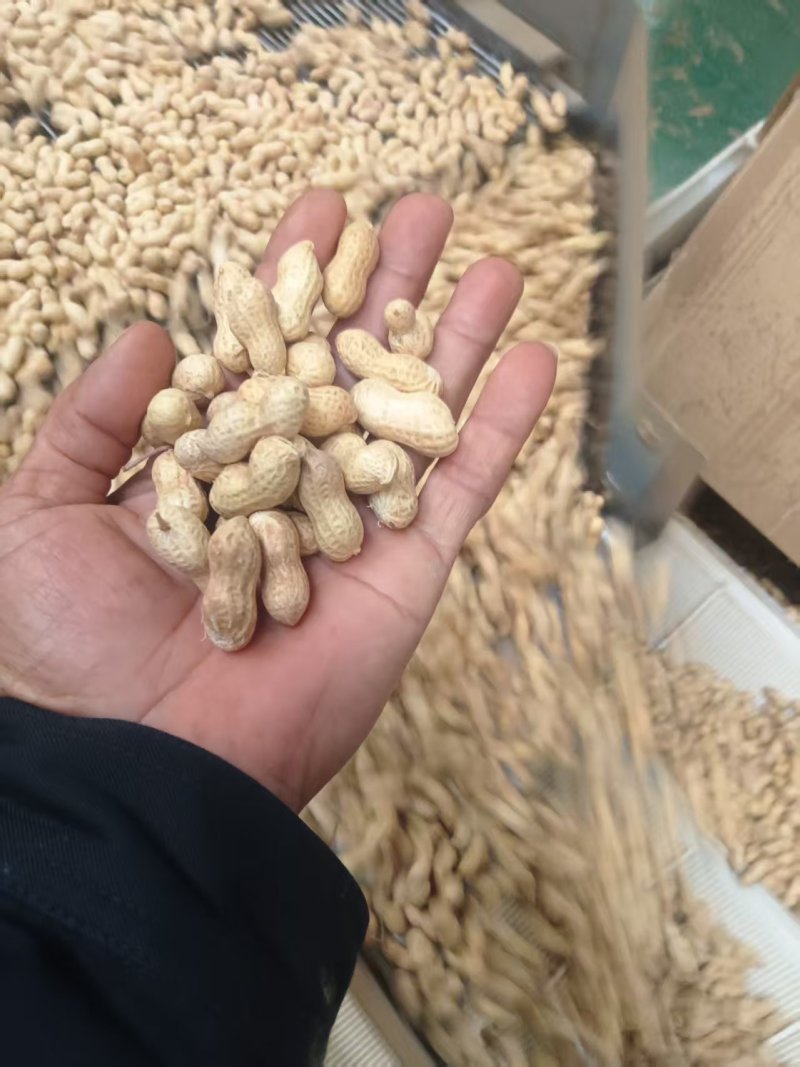 辽宁两粒红海花花生大量上市货源充足品质保证欢迎致电