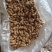 辽宁两粒红海花花生大量上市货源充足品质保证欢迎致电