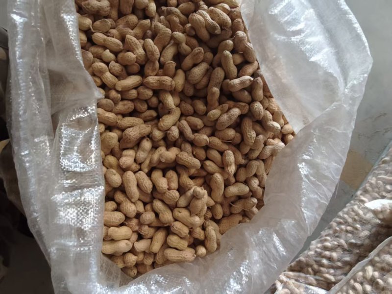 辽宁两粒红海花花生大量上市货源充足品质保证欢迎致电