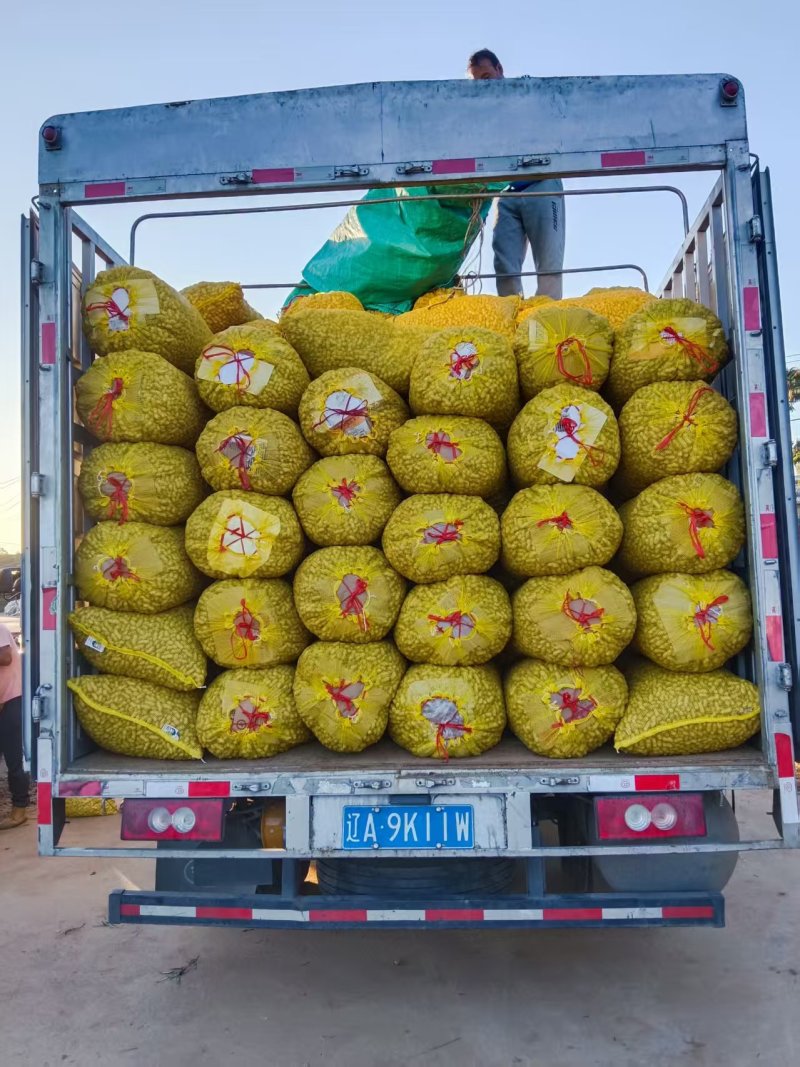 辽宁两粒红海花花生大量上市货源充足品质保证欢迎致电