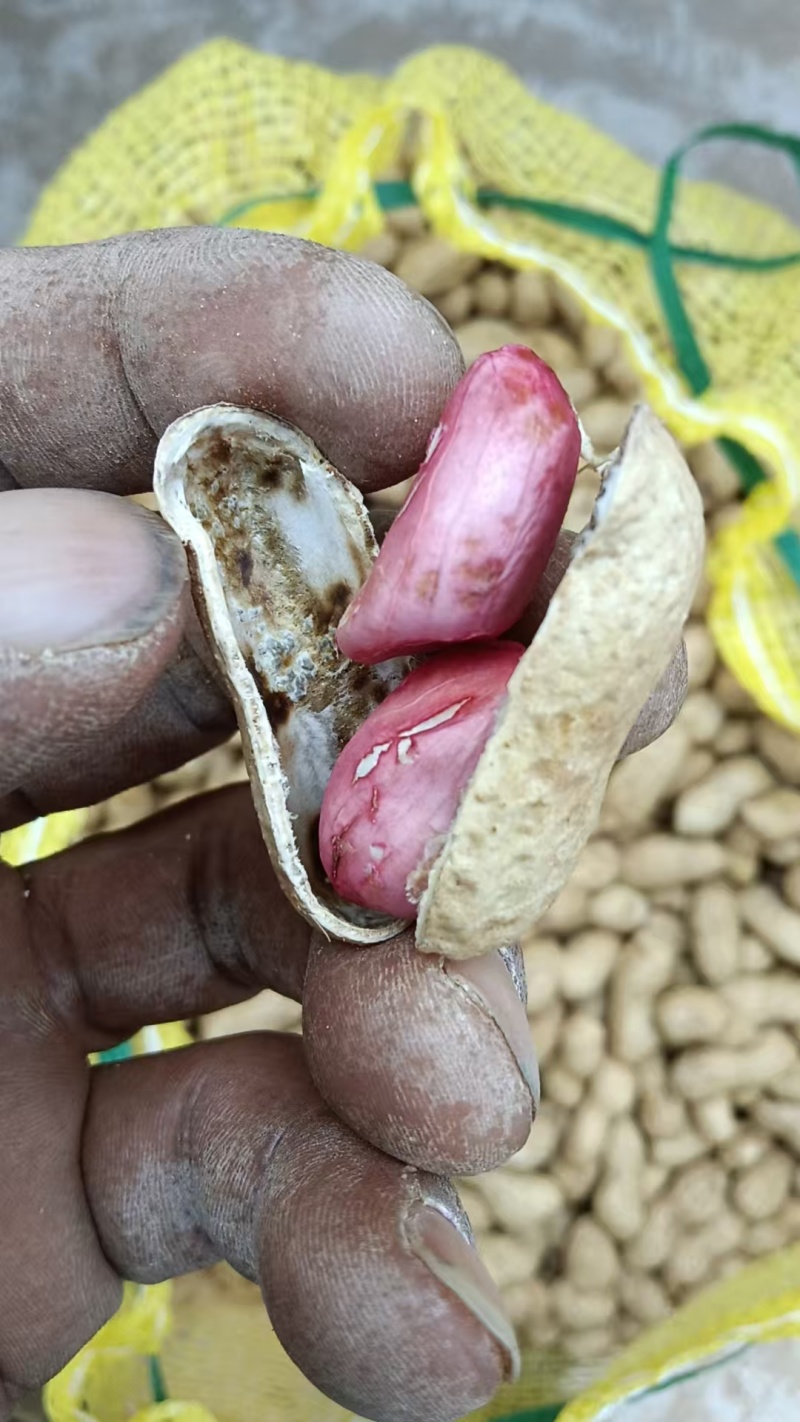 辽宁两粒红海花花生大量上市货源充足品质保证欢迎致电