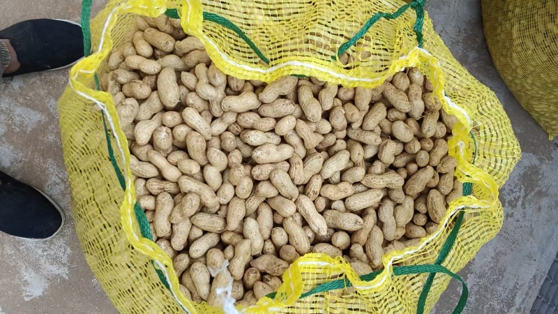 辽宁两粒红海花花生大量上市货源充足品质保证欢迎致电