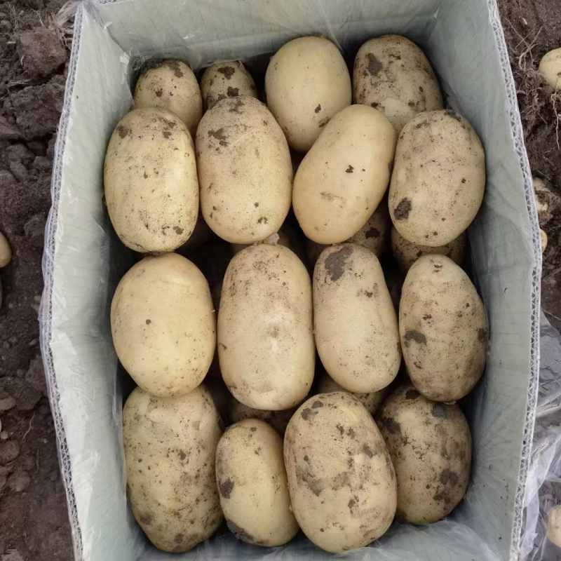 河北土豆沃土土豆，产地大量发货，价格优惠，规格齐全