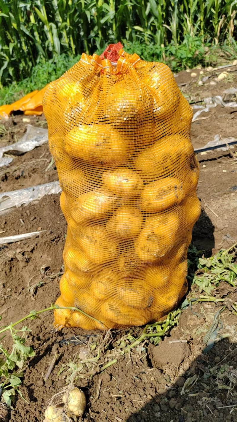 河北土豆沃土土豆，产地大量发货，价格优惠，规格齐全