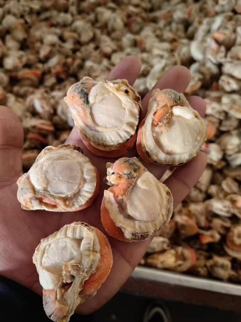原浆无冰扇贝肉