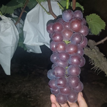 露天套袋巨峰无籽葡萄
