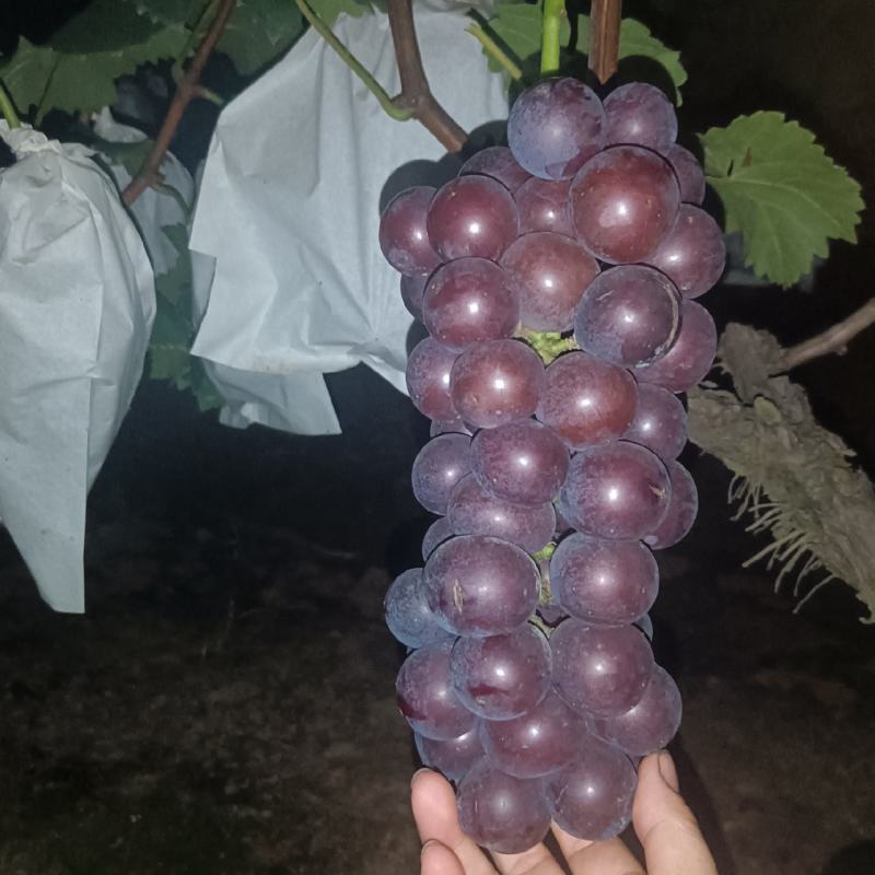 露天套袋巨峰无籽葡萄