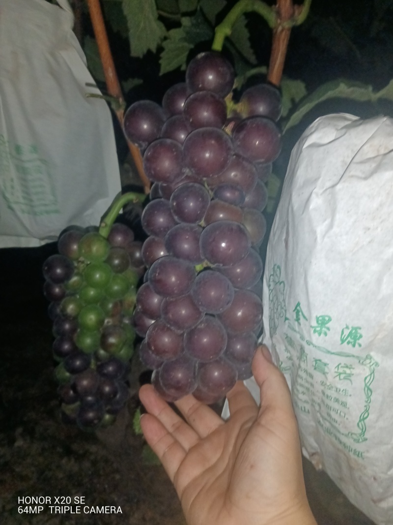 露天套袋巨峰无籽葡萄
