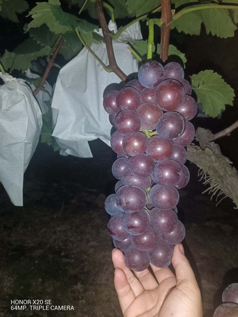 露天套袋巨峰无籽葡萄