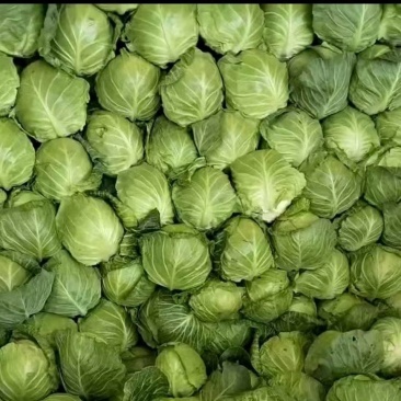 甘蓝，新鲜现摘，现货现发常年大量供应量大优惠