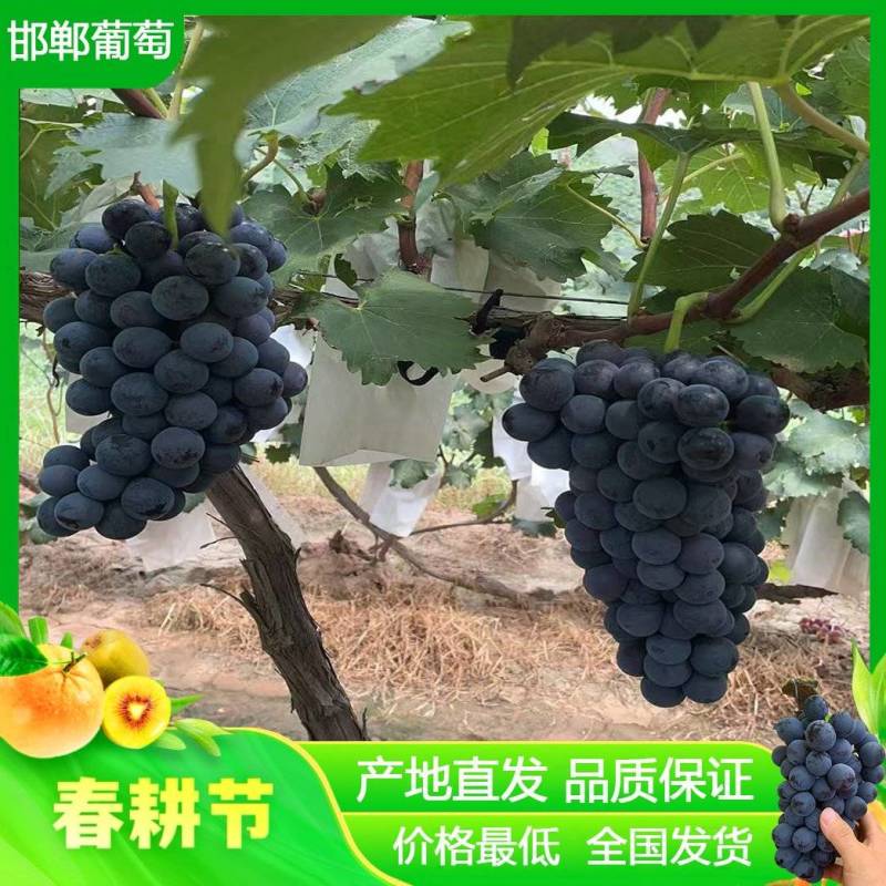 夏黑葡萄，皮薄肉厚，口感超甜，串型大，产地直发，品质保证