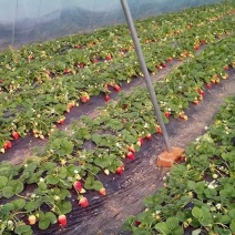 草莓苗大量有货品质保障一手货源厂家直发