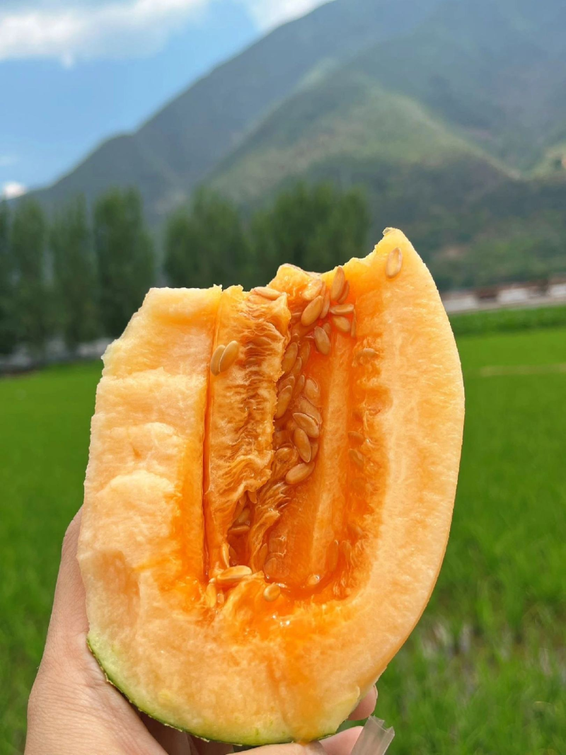 哈密瓜晓蜜25哈密瓜民勤哈密瓜产地直发口感脆甜