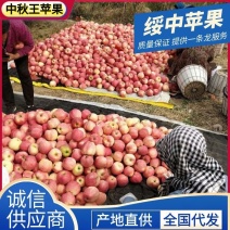 《中秋王苹果》绥中苹果/产地现摘现发/全国发货/欢迎来电
