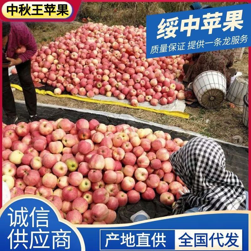 《中秋王苹果》绥中苹果/产地现摘现发/全国发货/欢迎来电