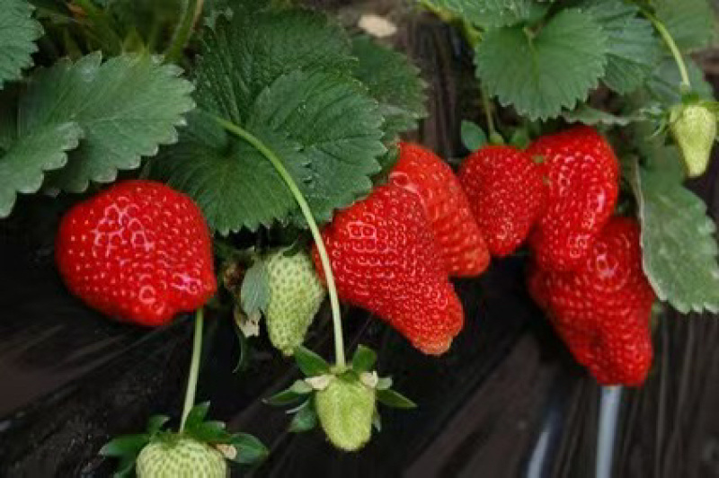 草莓苗大量有货品质保障一手货源厂家直发