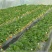 草莓苗大量有货品质保障一手货源厂家直发