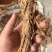 精品独活个子