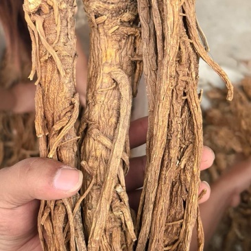 精品独活个子