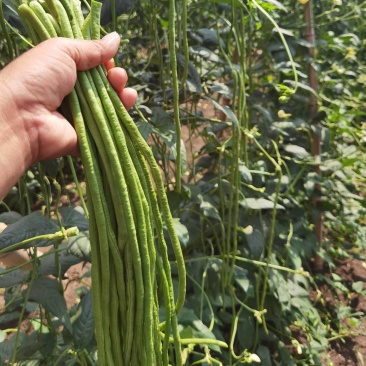 江苏产地长豆角青豆角货源充足