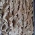 猪预煮大肠，预煮去油，现在**加工10吨货，福利价格现货