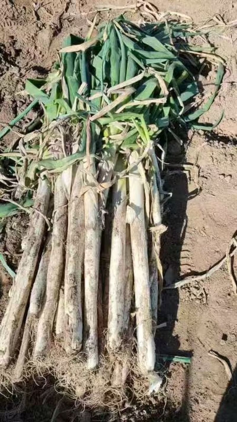山西忻州长白大葱大量接单产地直发量大从优欢迎来电