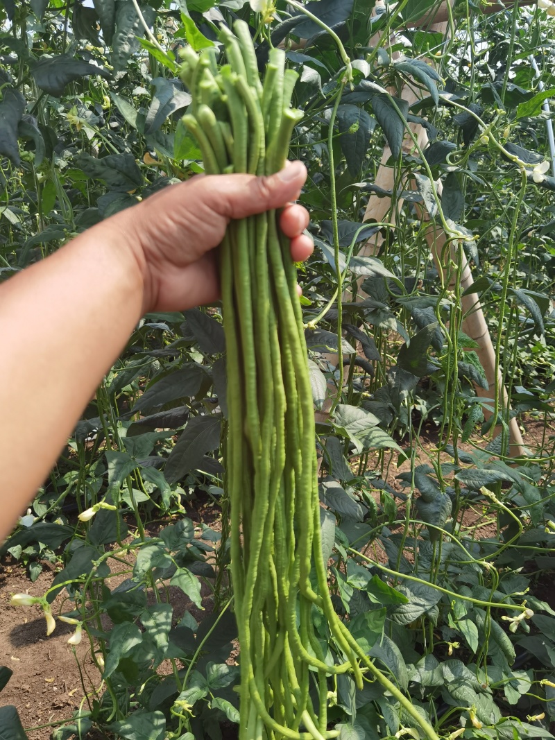 江苏产地长豆角青豆角货源充足