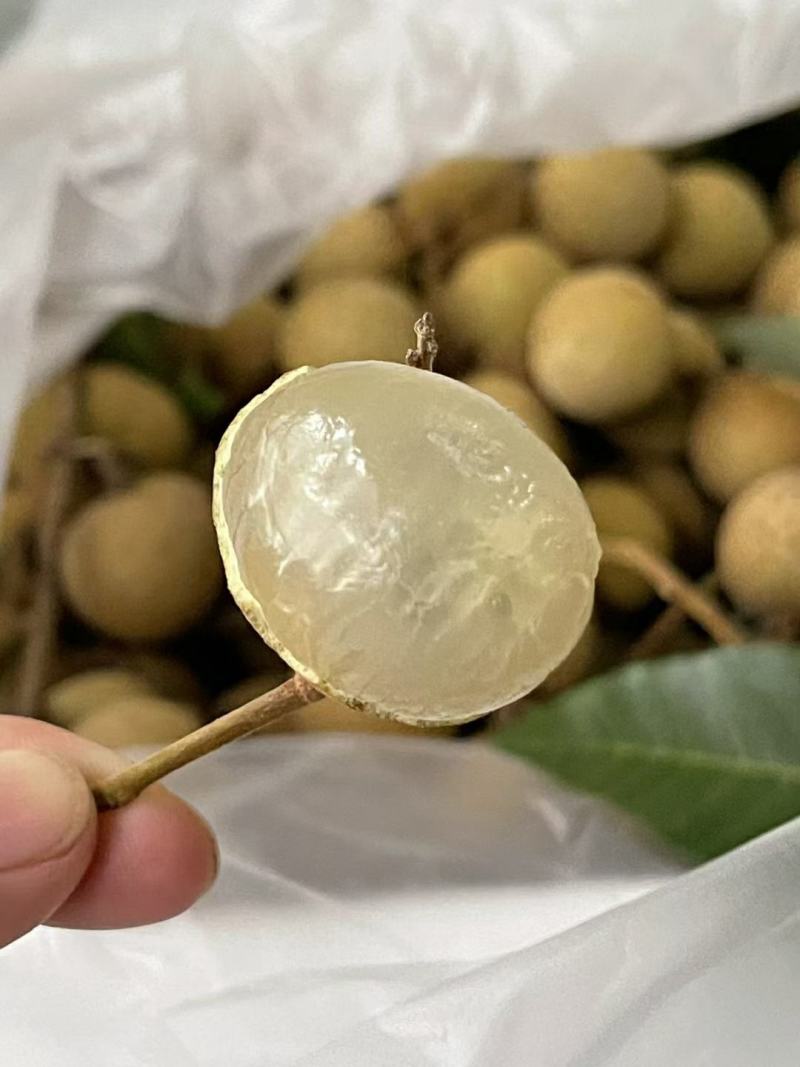 精品石硖龙眼产地发货一手货源批发品质保证价格便宜