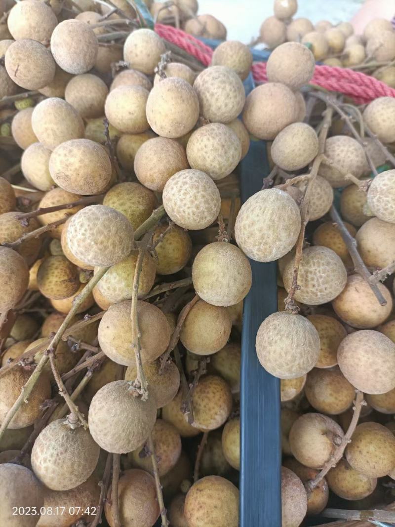 精品石硖龙眼产地发货一手货源批发品质保证价格便宜