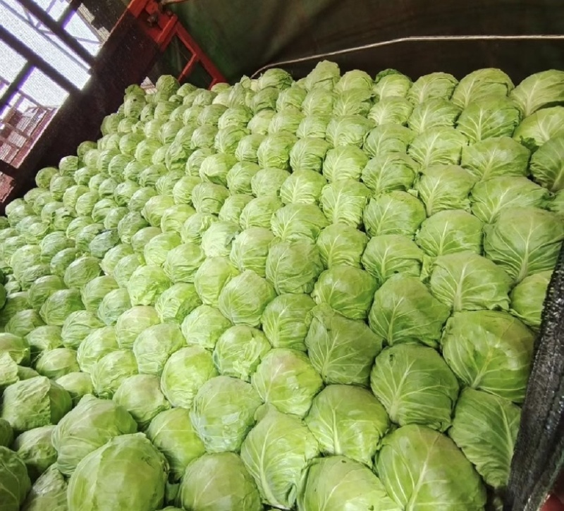 菏泽成武精品甘蓝圆包菜一手货源实力代办一条龙服务☎️