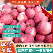 《岳阳红苹果》绥中苹果&产地批发/量大从优/欢迎来电洽谈