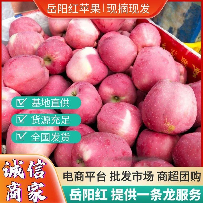 《岳阳红苹果》绥中苹果&产地批发/量大从优/欢迎来电洽谈
