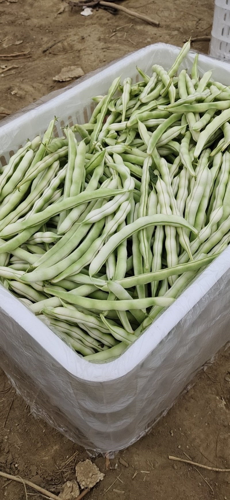 菏泽市成武县白不老芸豆一手货源产地直发量大☎️联系