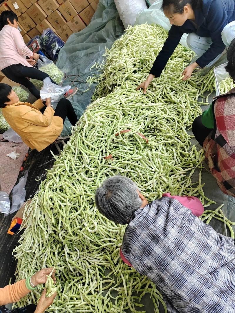 菏泽市成武县白不老芸豆一手货源产地直发量大☎️联系