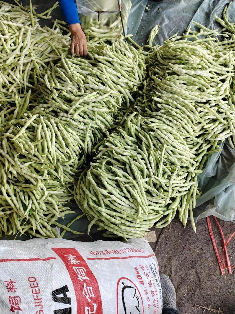 菏泽市成武县白不老芸豆一手货源产地直发量大☎️联系