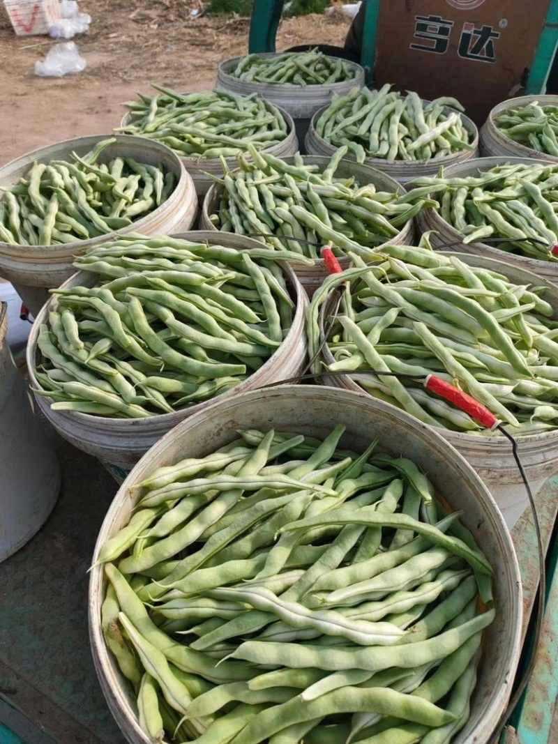 菏泽市成武县白不老芸豆一手货源产地直发量大☎️联系