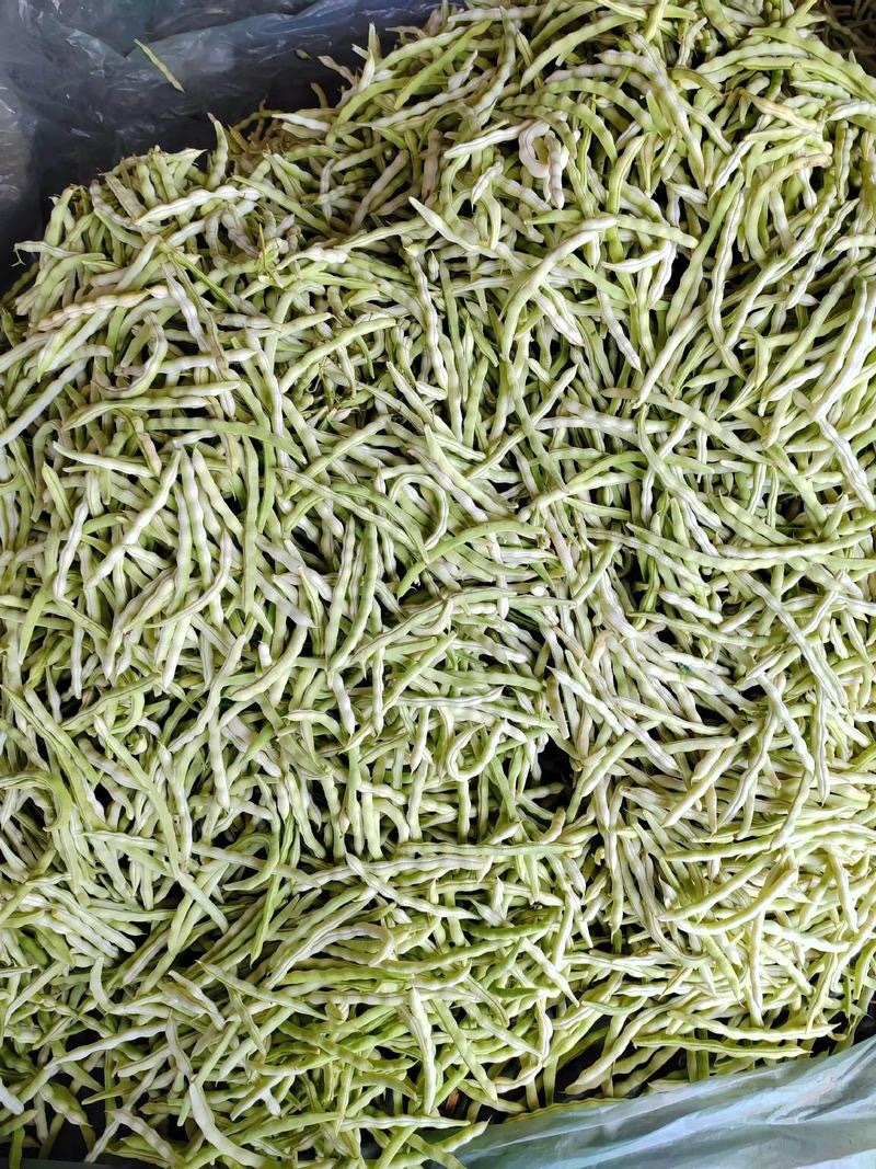 菏泽市成武县白不老芸豆一手货源产地直发量大☎️联系