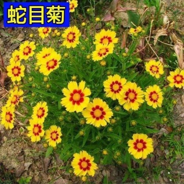 蛇目菊种子庭院室外景花卉植物花种子
