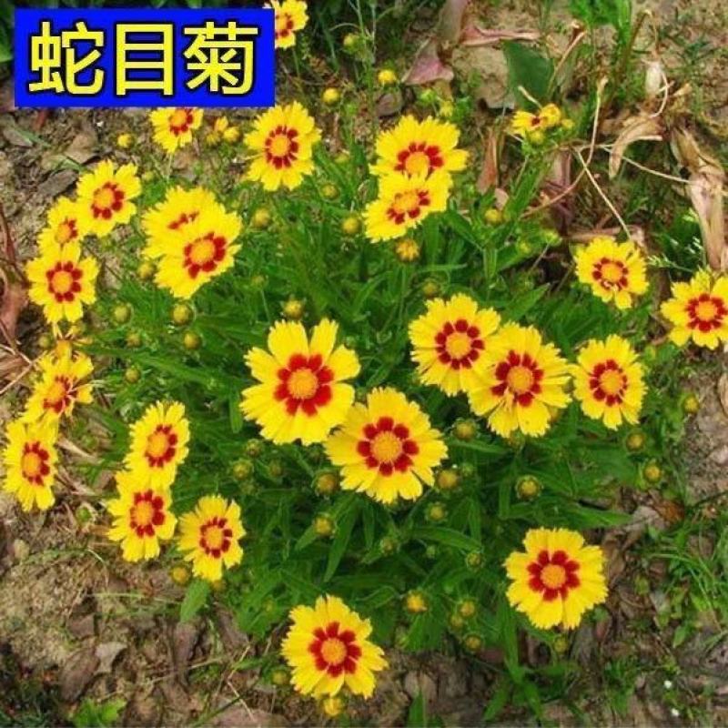 蛇目菊种子庭院室外景花卉植物花种子