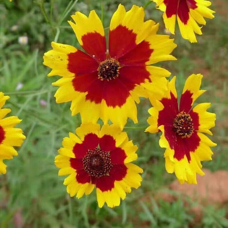 蛇目菊种子庭院室外景花卉植物花种子