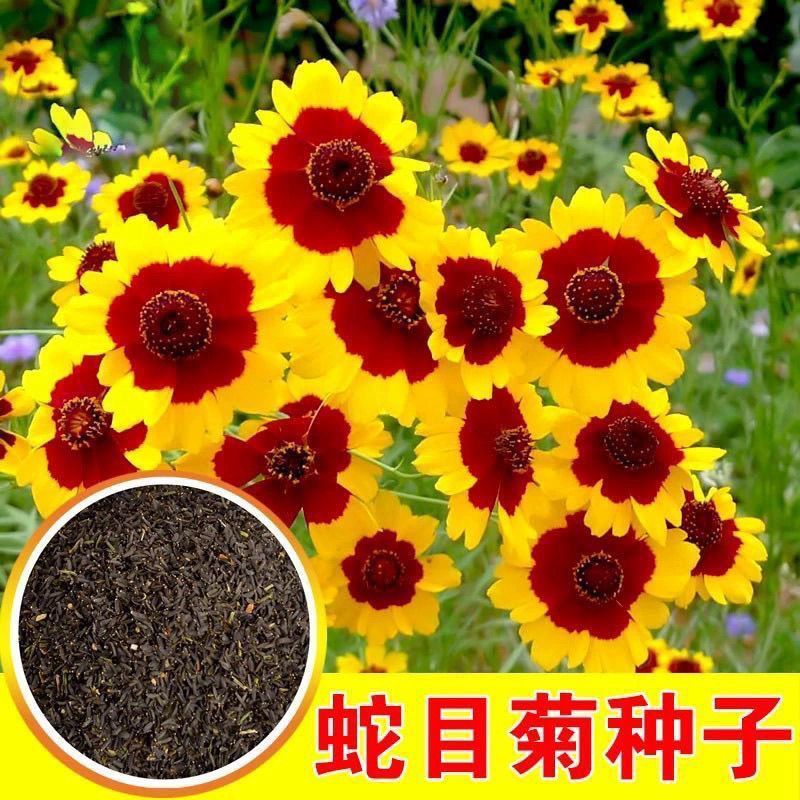蛇目菊种子庭院室外景花卉植物花种子