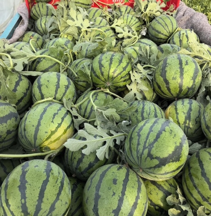 美都西瓜陕西美都西瓜量大从优包熟包甜代发全国