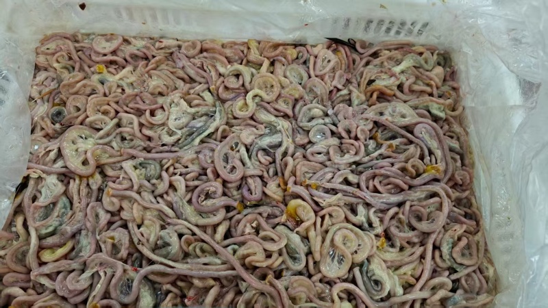 鸭肠料，喂鱼**全新冷冻批发价格非常便宜比白菜还便宜。