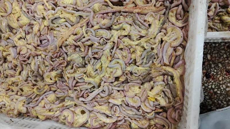 鸭肠料，喂鱼**全新冷冻批发价格非常便宜比白菜还便宜。