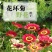 花环菊厂家批发