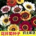 花环菊厂家批发