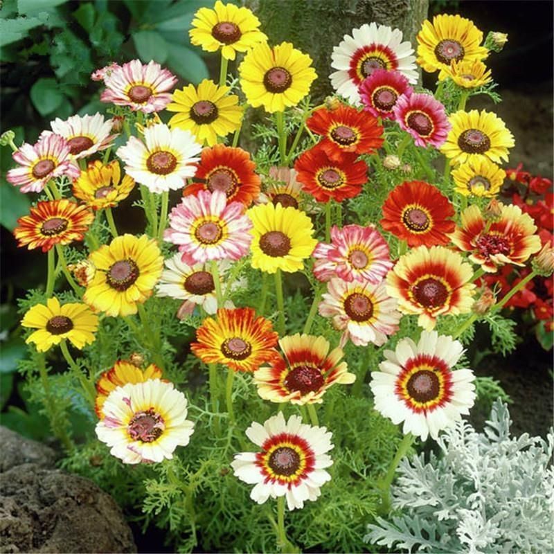 花环菊厂家批发