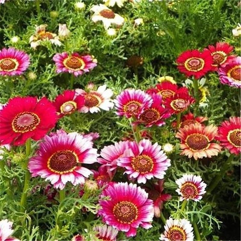 花环菊厂家批发